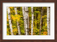 Michigan, Upper Peninsula, Fall Colors Fine Art Print