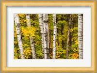 Michigan, Upper Peninsula, Fall Colors Fine Art Print