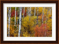 Aspen Grove In Peak Fall Colors In Glacier National Park, Montana Fine Art Print