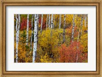 Aspen Grove In Peak Fall Colors In Glacier National Park, Montana Fine Art Print