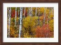 Aspen Grove In Peak Fall Colors In Glacier National Park, Montana Fine Art Print