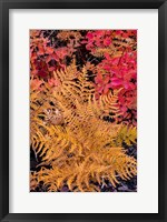 Autumn Ferns And Ground Cover, Glacier National Park, Montana Fine Art Print