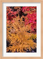 Autumn Ferns And Ground Cover, Glacier National Park, Montana Fine Art Print