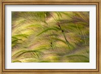 Close-Up Of Foxtail Barley, Medicine Lake National Wildlife Refuge, Montana Fine Art Print