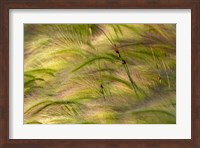 Close-Up Of Foxtail Barley, Medicine Lake National Wildlife Refuge, Montana Fine Art Print