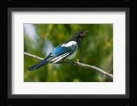 Bozeman, Montana Black-Billed Magpie Vocalizing Fine Art Print