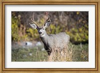 A Mule Deer Buck At National Bison Range, Montana Fine Art Print