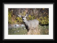 A Mule Deer Buck At National Bison Range, Montana Fine Art Print