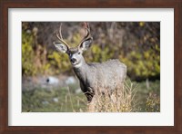 A Mule Deer Buck At National Bison Range, Montana Fine Art Print