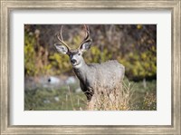 A Mule Deer Buck At National Bison Range, Montana Fine Art Print