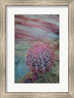 Nevada, Overton, Valley Of Fire State Park Multi-Colored Rock Formation And Cactus Fine Art Print