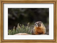 Yellow Bellied Marmot In Great Basin National Park, Nevada Fine Art Print