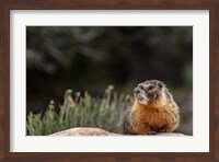 Yellow Bellied Marmot In Great Basin National Park, Nevada Fine Art Print