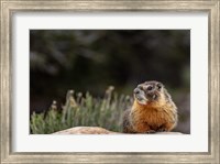 Yellow Bellied Marmot In Great Basin National Park, Nevada Fine Art Print