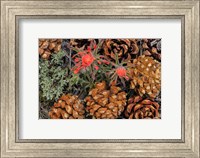 Indian Paintbrush And Pine Cones In Great Basin National Park, Nevada Fine Art Print