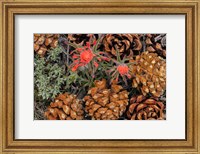 Indian Paintbrush And Pine Cones In Great Basin National Park, Nevada Fine Art Print