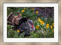 Tom Turkey In Breeding Plumage In Great Basin National Park, Nevada Fine Art Print