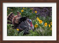 Tom Turkey In Breeding Plumage In Great Basin National Park, Nevada Fine Art Print
