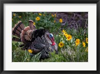 Tom Turkey In Breeding Plumage In Great Basin National Park, Nevada Fine Art Print