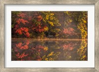 New Jersey, Belleplain State Fores,t Autumn Tree Reflections On Lake Fine Art Print