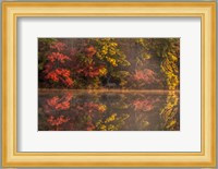 New Jersey, Belleplain State Fores,t Autumn Tree Reflections On Lake Fine Art Print