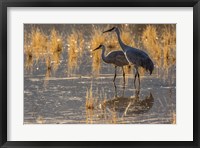 Sandhill Cranes In Water Fine Art Print