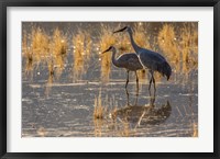 Sandhill Cranes In Water Fine Art Print