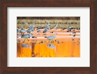 Sandhill Cranes In Water At Sunrise Fine Art Print