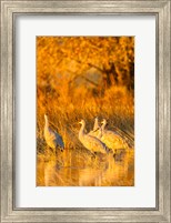 Sandhill Cranes In Water At Sunrise Fine Art Print