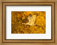 Sandhill Crane Flying Fine Art Print