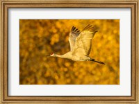 Sandhill Crane Flying Fine Art Print