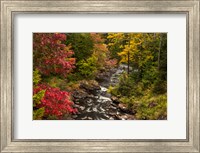 New York, Adirondack State Park Stream And Forest In Autumn Fine Art Print
