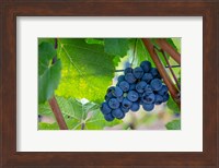 Oregon, Elk Cove Winery Grapes On The Vine Fine Art Print