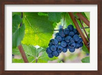 Oregon, Elk Cove Winery Grapes On The Vine Fine Art Print