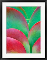 Oregon, Kalanchoe Succulent Plant Close-Up Fine Art Print