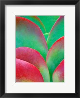 Oregon, Kalanchoe Succulent Plant Close-Up Fine Art Print