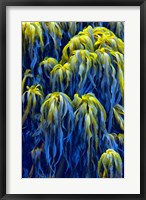 Oregon, Bandon Abstract Photo Of Pacific Sea Kelp Fine Art Print
