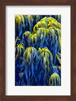 Oregon, Bandon Abstract Photo Of Pacific Sea Kelp Fine Art Print