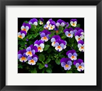 Oregon, Coos Bay Purple Violas Fine Art Print