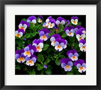 Oregon, Coos Bay Purple Violas Fine Art Print