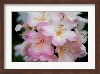 Oregon, Shore Acres State Park Rhododendron Flowers Close-Up Fine Art Print