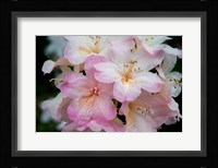 Oregon, Shore Acres State Park Rhododendron Flowers Close-Up Fine Art Print