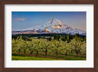 Oregon Pear Orchard In Bloom And Mt Hood Fine Art Print