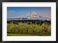 Oregon Pear Orchard In Bloom And Mt Hood Fine Art Print
