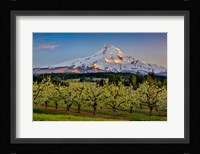 Oregon Pear Orchard In Bloom And Mt Hood Framed Print