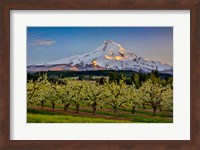 Oregon Pear Orchard In Bloom And Mt Hood Fine Art Print