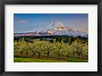 Oregon Pear Orchard In Bloom And Mt Hood Framed Print