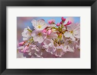 Oregon, Coos Bay Akebono Cherry Blossoms Close-Up Fine Art Print
