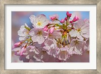Oregon, Coos Bay Akebono Cherry Blossoms Close-Up Fine Art Print