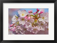 Oregon, Coos Bay Akebono Cherry Blossoms Close-Up Fine Art Print